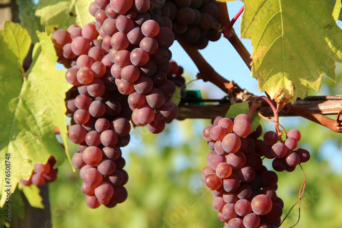 Ripe Red Grapes photo