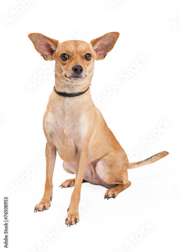 Attentive Chihuahua Mixed Breed Dog Sitting