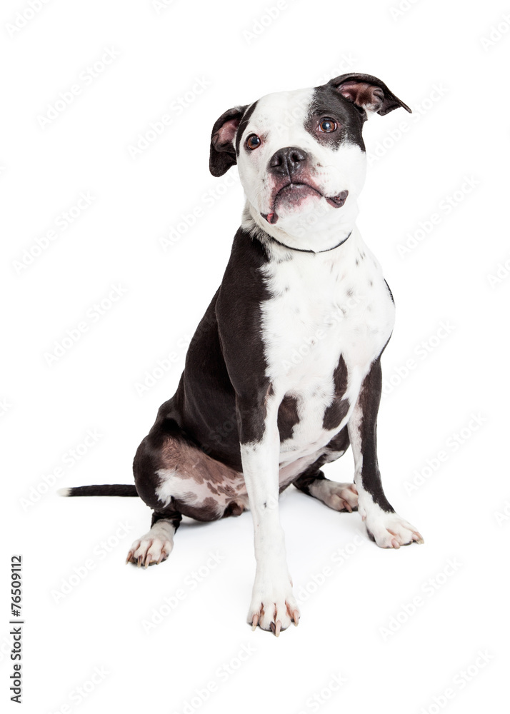 Beautiful Black and White Pit Bull Dog