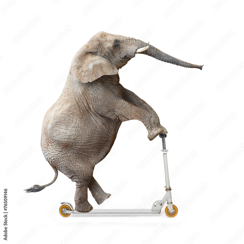 Naklejka premium African elephant (Loxodonta africana) riding a push scooter.