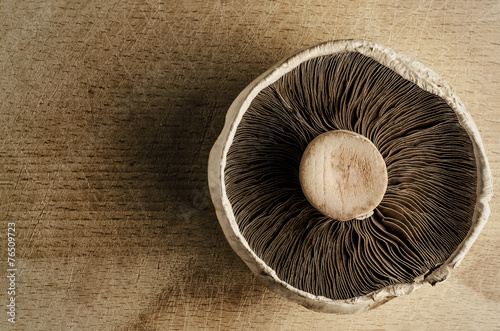 Obraz na plátne Mushroom Overhead - Vintage