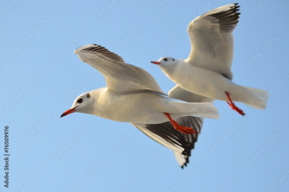 Obraz premium Seagull Flying, Seagull, Gull, Seabird, Bird, Bird Flying