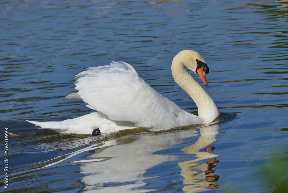 Fototapeta premium Swan on Blue Lake