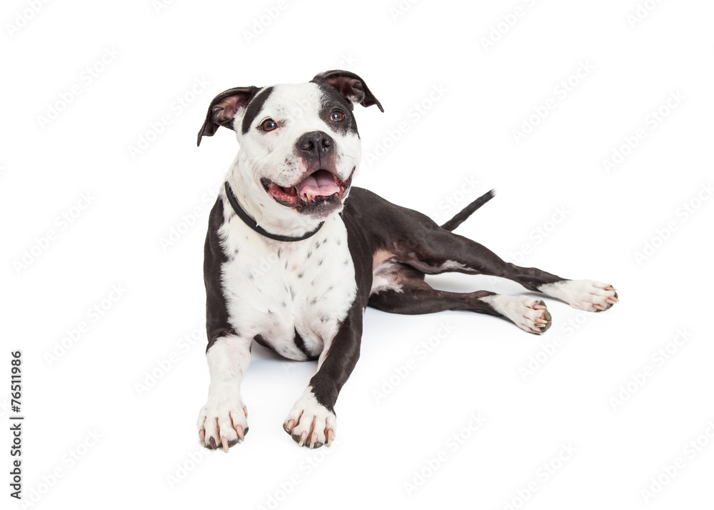 Happy Pit Bull Dog Laying Happy Pit Bull Dog Laying