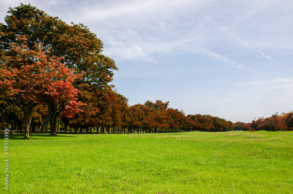 Lawn on fresh day, Lawn on fresh day,