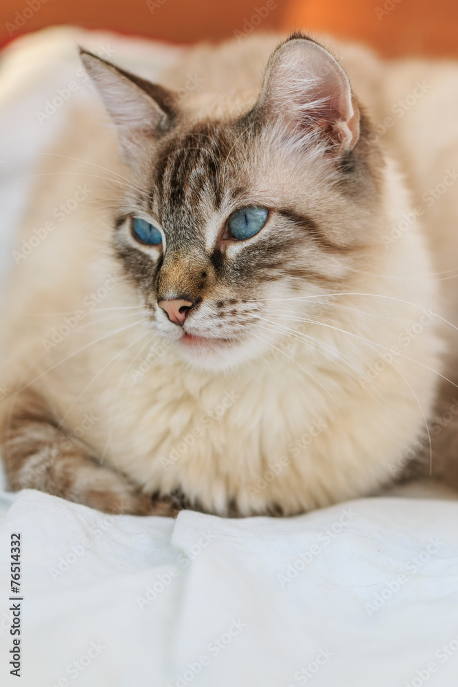 Birman cat male on the couch closeup Birman cat male on the couch closeup