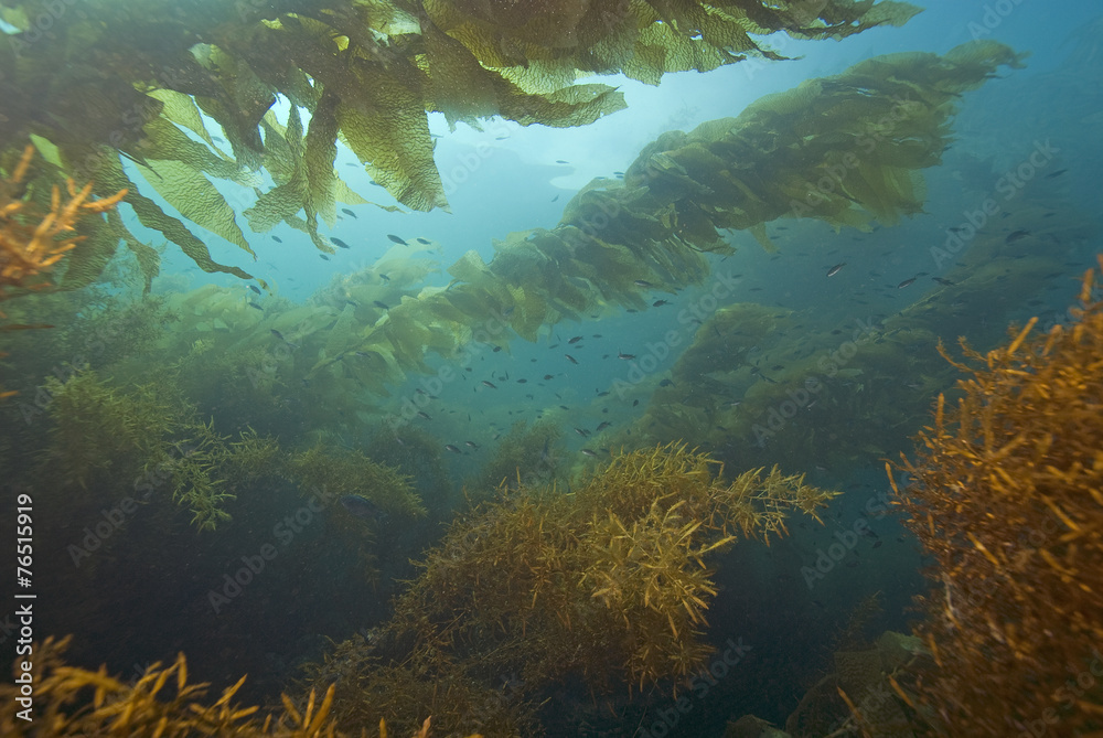 Obraz premium Kelp Forest Underwater