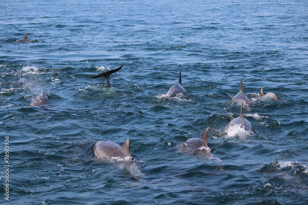 Fototapeta premium イルカの群れ
