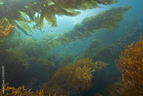 Kelp Forest Underwater