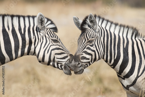 Etosha National Park Namibia  Africa two zebra