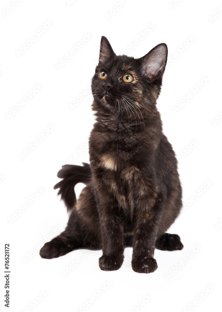 Gorgeous Black and Tan Domestic Longhair Kitten Gorgeous Black and Tan Domestic Longhair Kitten