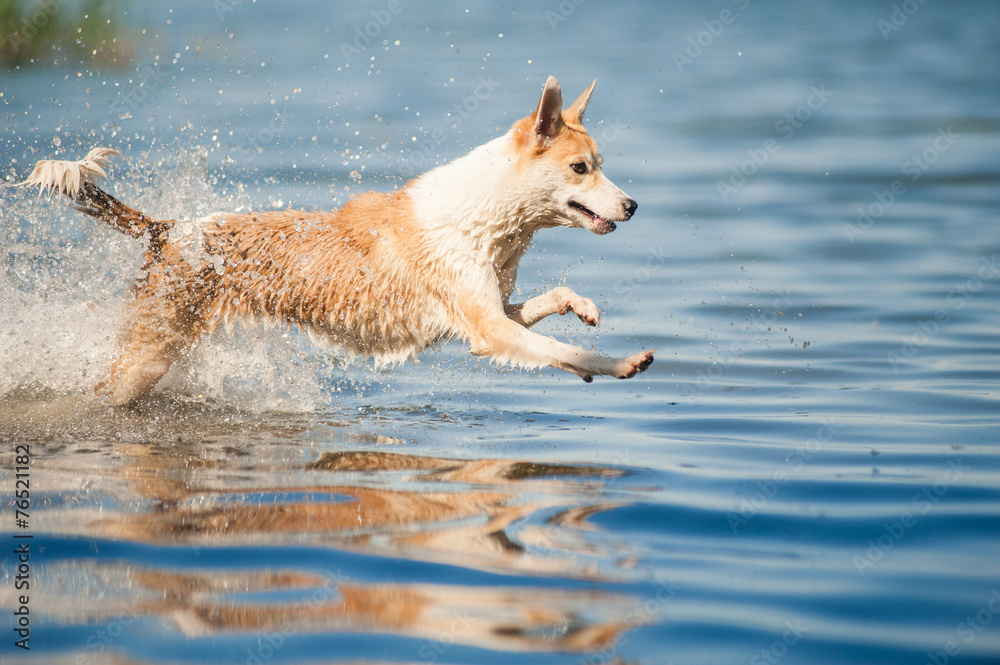 red and white dog jumping in the water