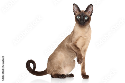 Obraz na plátně Oriental cat