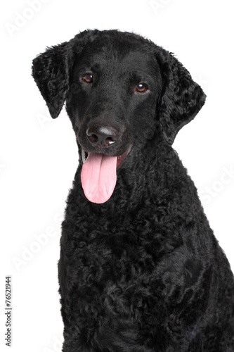 Fototapeta Naklejka Na Ścianę i Meble -  Curly coated retriever