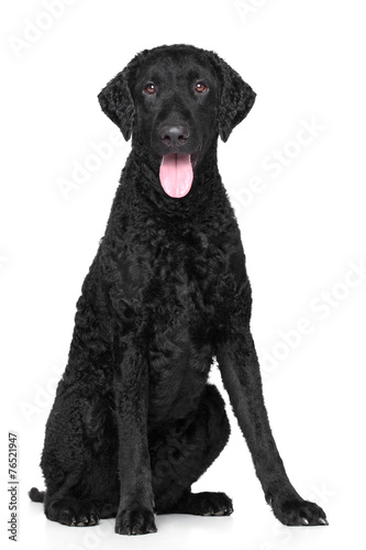 Fototapeta Naklejka Na Ścianę i Meble -  Curly Coated retriever
