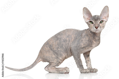 Fototapeta Naklejka Na Ścianę i Meble -  Don Sphynx kitten