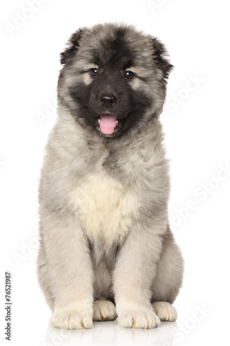 Central Asian Shepherd puppy