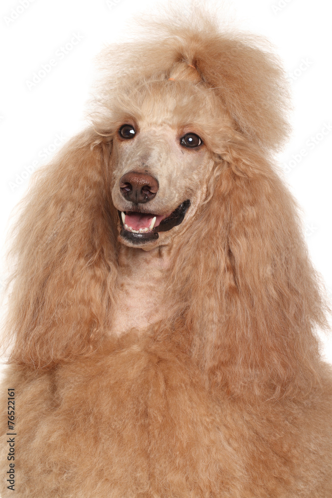 Apricot Standard Poodle portrait Apricot Standard Poodle portrait