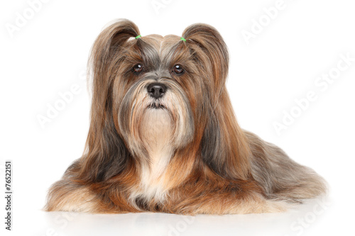 Fototapeta Naklejka Na Ścianę i Meble -  Lhasa apso portrait