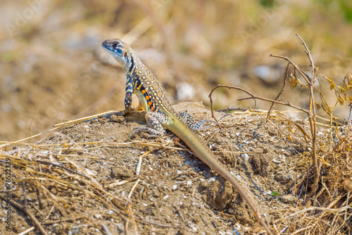 Full body of Butterfly lizard(Leiolepidinae) photo