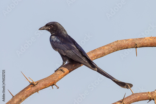 Black Drongo( Dicrurus macrocercus) in nature