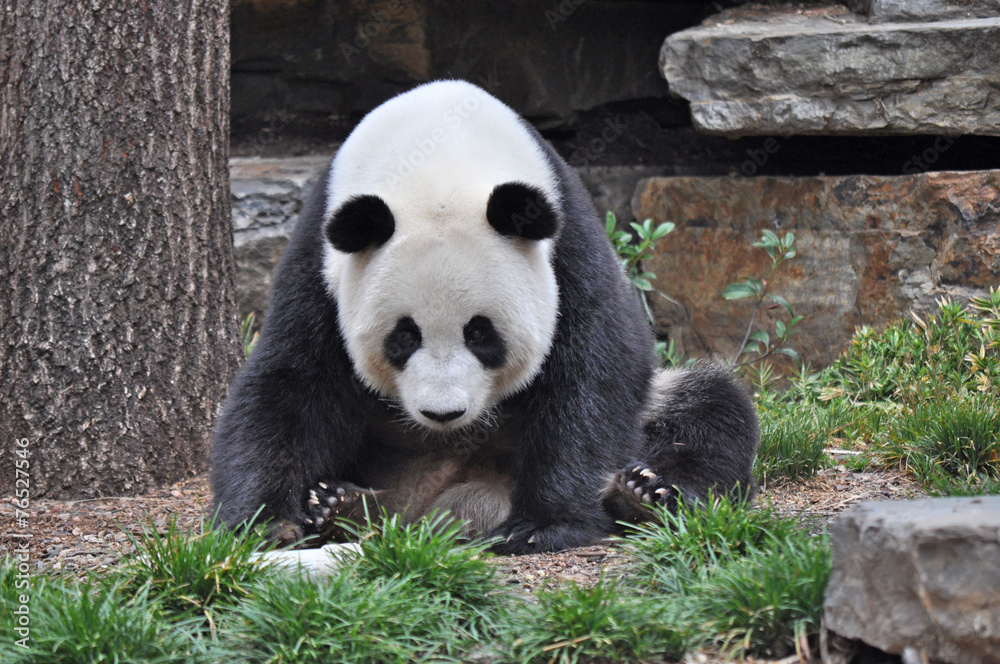 Obraz premium Giant Panda resting. Chinese panda bear.