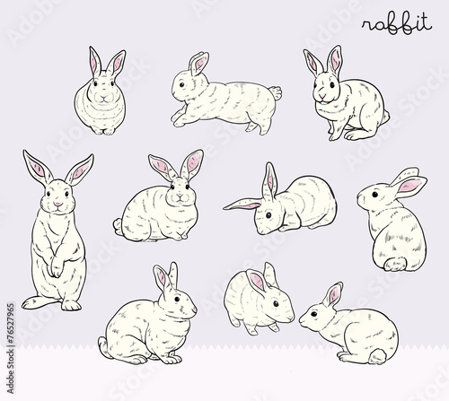 Rabbit set