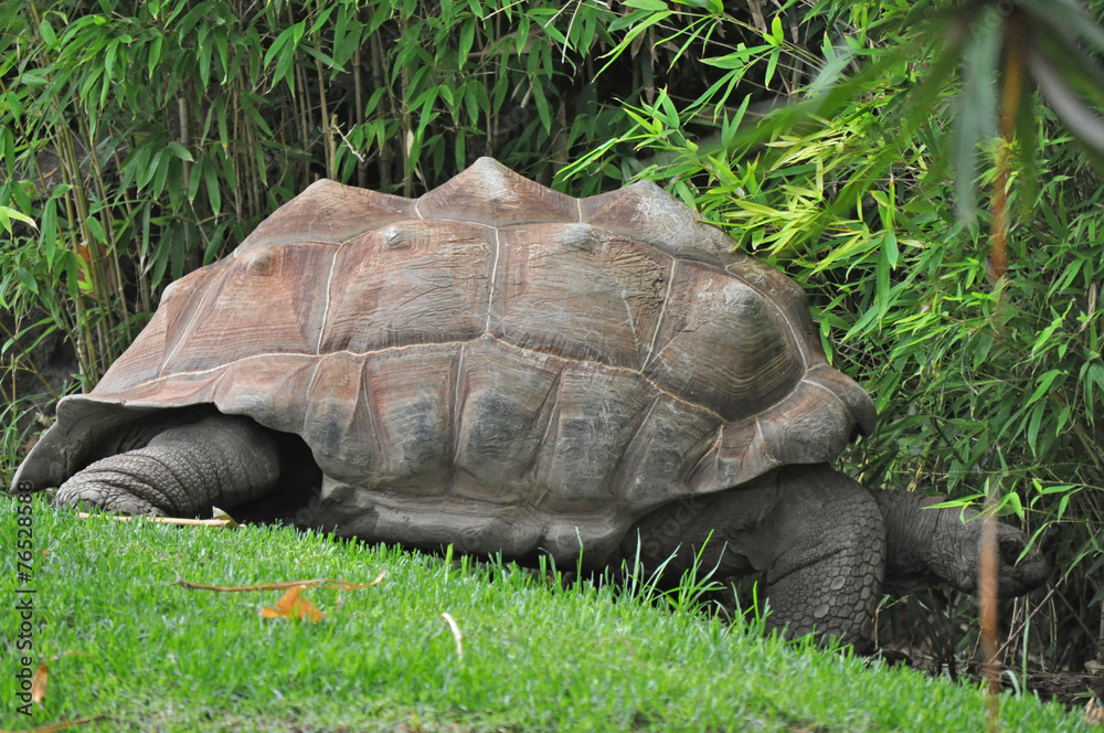 Fototapeta premium Giant Galapagos turtle, Galapagos islands, Ecuador