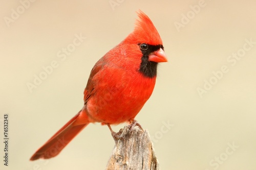 Male Cardinal On a Fence © Steve Byland