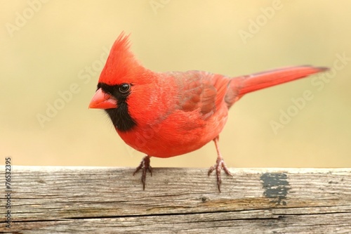 Male Cardinal On a Fence