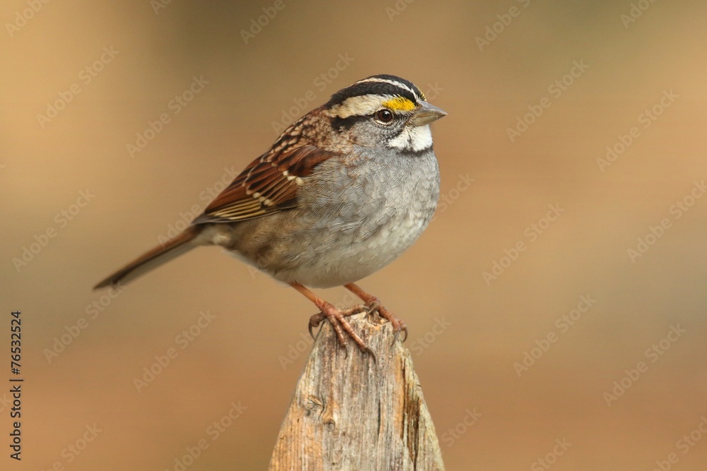 Fototapeta premium White-throated Sparrow (zonotrichia albicollis)