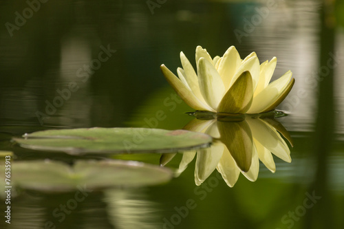 yellow water lily reflecting on lake surface