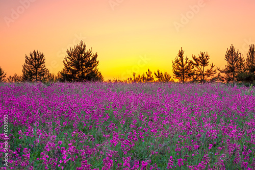 summer landscape with purple flowers on a meadow and sunset © yanikap