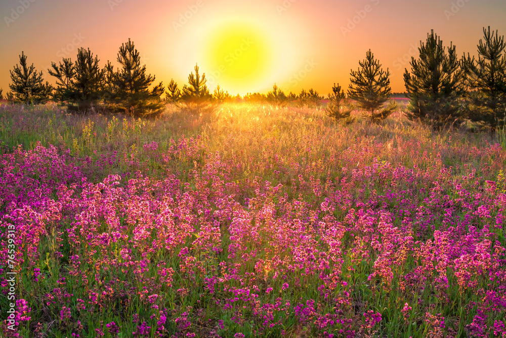 summer  landscape with  flowers on a meadow and  sunset