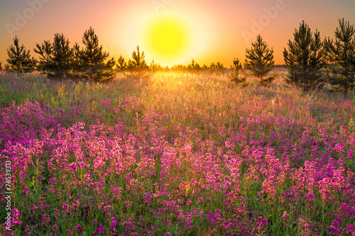 summer landscape with flowers on a meadow and sunset