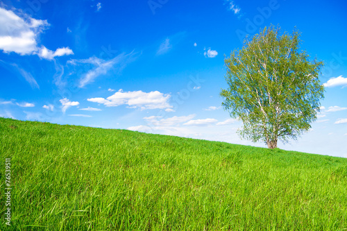 spring landscape with a one only tree in the field