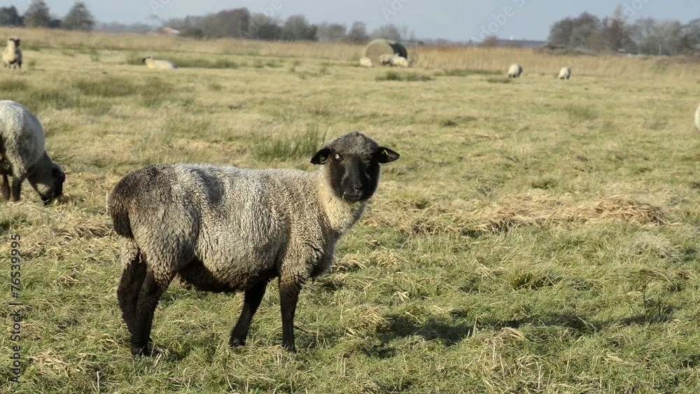 Braunes Schaf Braunes Schaf
