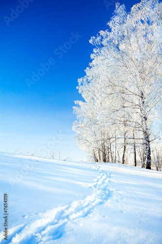 winter landscape a with the blue sky, a footpath and the fores