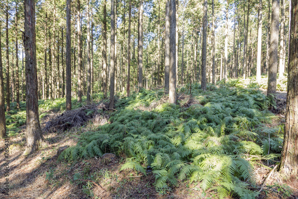 Fototapeta premium 林の下に生えているシダ