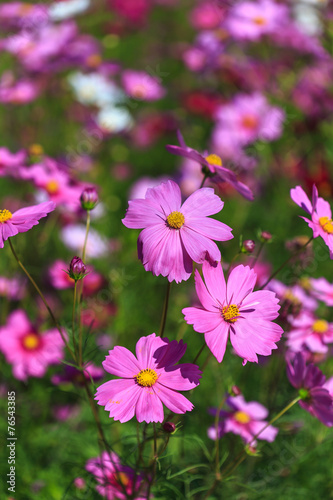 Pink Cosmos flower in the field © SKT Studio
