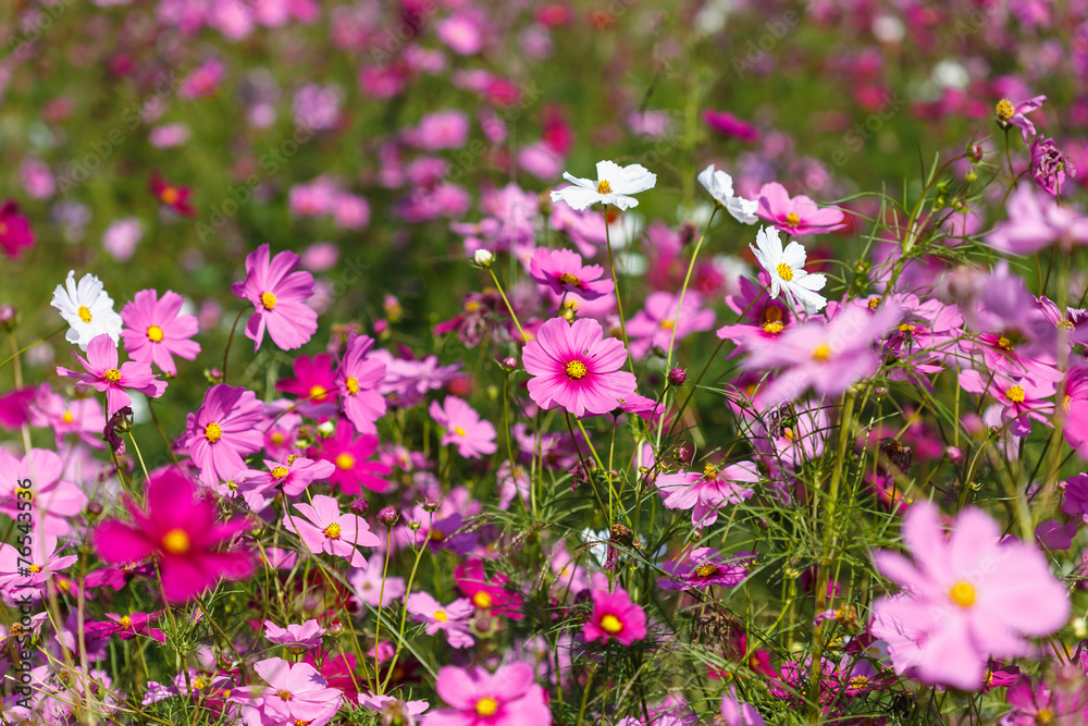 Cosmos flower in the field