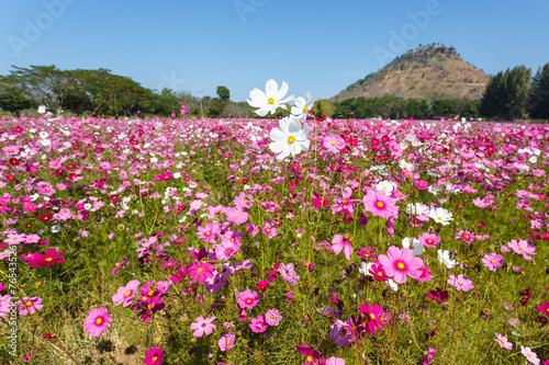 Cosmos flower in the field
