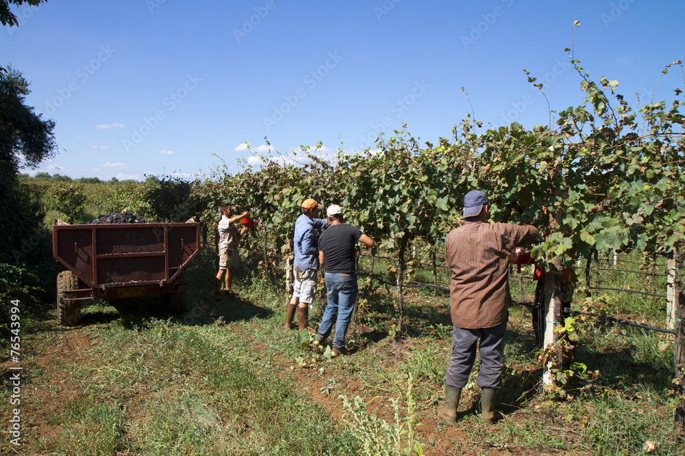 harvesting time