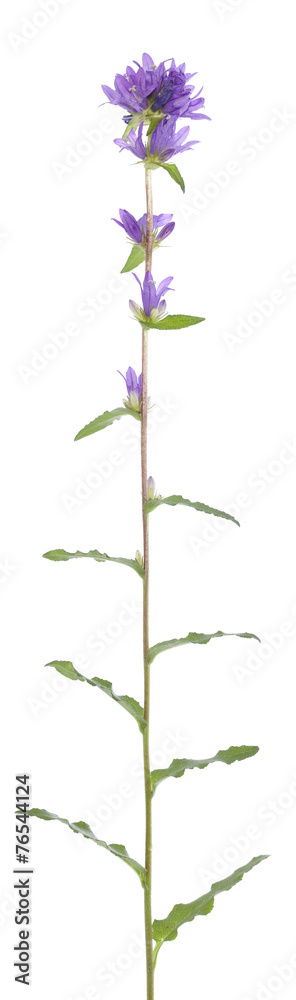 Obraz premium harebell