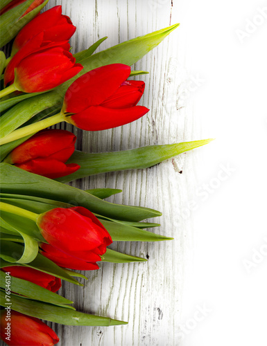 Fototapeta Naklejka Na Ścianę i Meble -  Tulip blooms