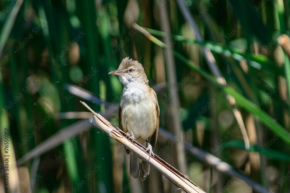 Naklejka premium Cannaiola 1