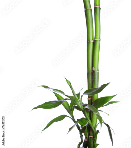 Bamboo isolated on white background. Dracaena braunii