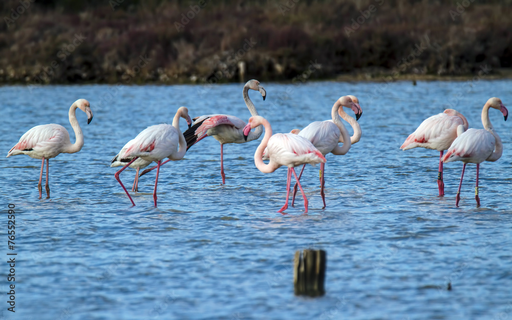 Obraz premium Fenicotteri