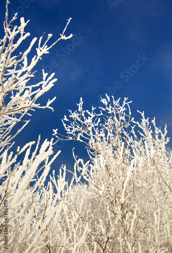 branches covered with hoarfrost against  blue sky