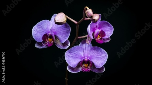 Timelapse of orchid flower blooming on black background
